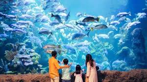 Promo Tiket Masuk Sea World Ancol Spesial Hari Guru Simak Syarat Dan Ketentuannya Harga tiket masuk seaworld terbagi atas perorangan, grup, dan grup pelajar. promo tiket masuk sea world ancol