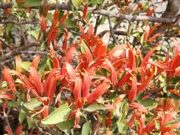 Image result for Anisotes