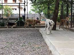 Home dog boarding is suitable for dogs of all ages, including puppies. Dog Kennels Near Me Online Shopping Mall Find The Best Prices And Places To Buy