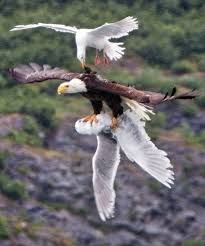 Olumcul Kus Kavgalari Kel Kartal Eagles Hayvanlar