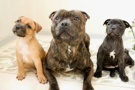 Love the breed for what they are and the loyalty is second to none. Staffordshire Bull Terrier Dog Breed Australian Dog Lover