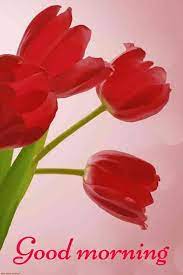 Hd Good Morning Flowers Picture Good Morning Flowers Pictures Good Morning Flowers Good Morning Beautiful Flowers