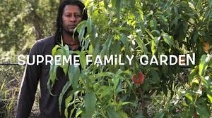 Maybe you would like to learn more about one of these? Florida King Peach Youtube