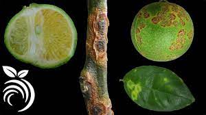 Spray the tree with the appropriate treatment if it has pests or fungus. 14 Nasty Citrus Diseases That You Must Avoid Youtube