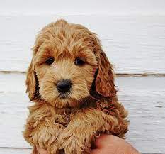 Mini Goldendoodle Google Search Goldendoodle Goldendoodle Puppy Cute Dogs