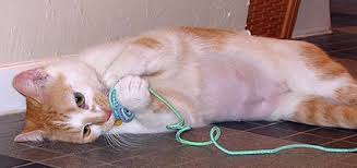 2 as with any cancer, the earlier it is diagnosed and treated, the better the chances that treatment will be successful. 7 Things You Need To Know About Breast Cancer In Cats Catster
