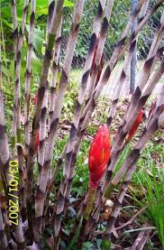 Image result for Costus subbiflorus