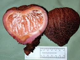 Image result for Hydnoraceae