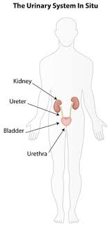Tutorials on the structure and function of the human urinary system using interactive animations and diagrams. The Urinary System In Situ Diagram Labeled Tasmeemme Com