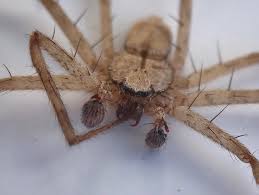 Image result for Phaulopsis sangana