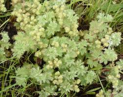 Image result for Alchemilla johnstonii