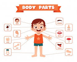 The secret life of pets (parts of the body) grade/level: Free Body Parts Vectors 2 000 Images In Ai Eps Format