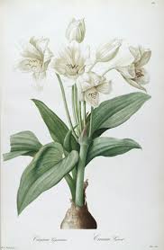 Complete with detailed process images & tips to help make painting clouds realistic! Famous Botanical Artists Botanical Art Artists