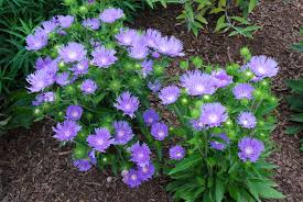 Aster are both annual and perennial are hardy asters perennials? Pin On Flowers