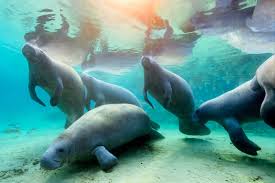 Mother and Baby Manatees in Crystal River Florida New Photo Drop Available  as Wall Art and other Home Decor items  https://mistylens.pixels.com/featured/manatee-mother-and-calf-underwater -misty-lens.html?product=art-print