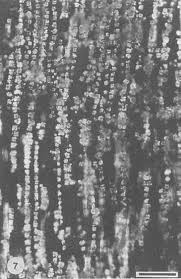 Image result for Cassinopsis tinifolia