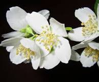 What's So Great About the Jasmine Flower? • Earth.com