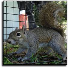 Image result for squirrel removal services