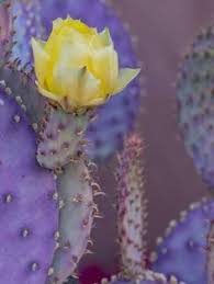 (a year) what man cannot live inside the house? Karen Brungardt Dockiekaren Profile Pinterest