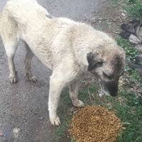 Golbasi Hayvan Barinagi Golbasi 390 Ziyaretcidan 4 Tavsiye