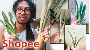 Image result for Sansevieria dawei