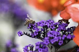 Not all bees are like this, for example the carpenter bee looks like a bumble bee, but is more of a solitary the bumblebee's wings can only function in the appropriate temperatures. Bee Wasp Hornet And Ant Stings Injuries And Poisoning Msd Manual Consumer Version