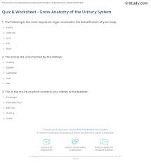 Quiz Worksheet Gross Anatomy Of The Urinary System Study Com