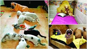 Pet friendly hotels in goa. These Pawsome Pet Boarding Places Offer More Than Just A Place To Stay