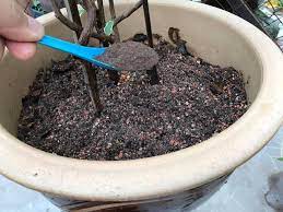 Kalau dia nampak ada pokok orkid hutan. Cara Baja Pokok Dalam Pasu Untuk Yang Baru Belajar Bercucuk Tanam Vanilla Kismis