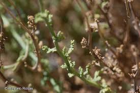 Image result for Oreophyton