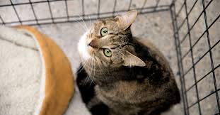 Tell us what features and improvements you would like to see on pets4homes. How Much Does A Cat Cost