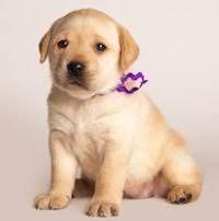 Champion sired english akc white lab puppy, yellow lab puppy, cream lab puppy, ivory lab puppy, fox red lab puppy, white lab puppies, white labrador breeder, labrador retriever for sale. Labrador Retriever Breeder In California Black Yellow English Lab Puppies For Sale