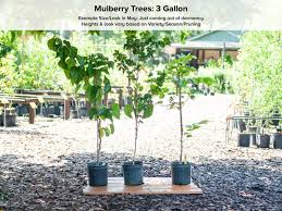 Pakistan Mulberry Tree Just Fruits And Exotics