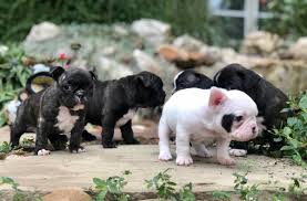 Explore 11 listings for french bulldog puppies vancouver bc at best prices. French Bulldog Puppies For Sale In Usa Home Facebook