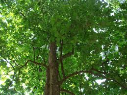 Image result for Tectona