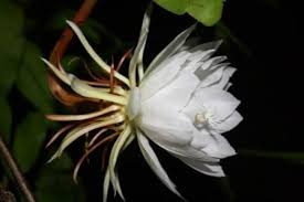 Growth is flat and long with spineless branches that are modified stems. Night Blooming Cereus Queen Of The Night Orchid Cactus Epiphyllum Fragrant Plants Almost Eden