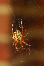 Check spelling or type a new query. What Is That Big Orange Spider The Infinite Spider
