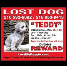 this dog was taken from his front yard and is dearly missed if you have any info please contact family please share losing a dog find pets dogs