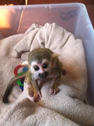 Me Want Baby Monkey Pet Pet Monkey Spider Monkey