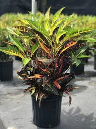 Image result for Crotonogynopsis australis