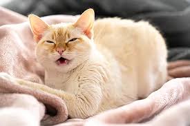 ‪Sneezing cats explained‬‏