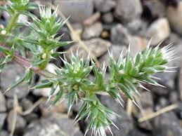 Image result for Salsola