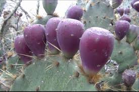 Other than the fact that other animals will eat the nopals and pears that you scorch, since they. How To Pick And Eat Prickly Pear Cactus 7 Steps With Pictures Instructables