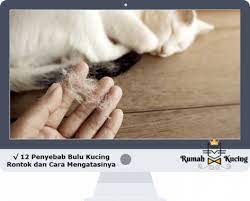 Dimana tidak ada bulu yang merupakan gen dari kucing sphynx, telinga keriting dari kucing american curl, dan kaki pendek dari kucing munchkin. 12 Penyebab Bulu Kucing Rontok Dan Cara Mengatasinya