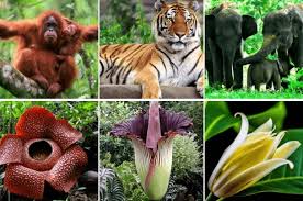 We did not find results for: Ips Kelas 6 Flora Dan Fauna Endemik Asia Tenggara Quiz Quizizz