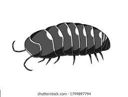 Pill Bug Images Stock Photos Vectors Shutterstock