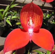 Image result for Disa fragrans