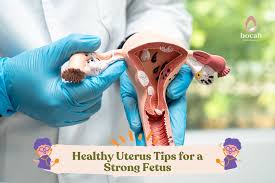 Image result for uterus