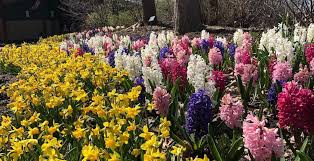 1208 n state route 7 pleasant hill, mo 64080. Arboretum Spring Plant Sale Is Now Online