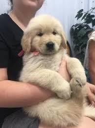 Chicago Audacious Golden Retriever Puppies Available Golden Retrievers